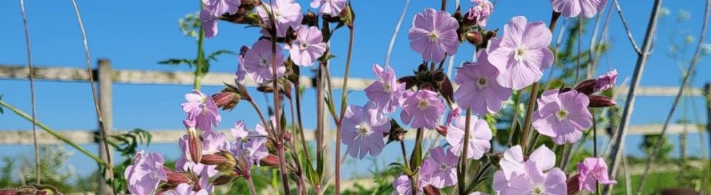 Brakehill Barns, perfect venue for summer flowers